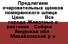 Предлагаем очаровательных щенков померанского шпица › Цена ­ 15 000 - Все города Животные и растения » Собаки   . Амурская обл.,Михайловский р-н